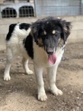 RAINY, Hund, Mischlingshund in Griechenland - Bild 25