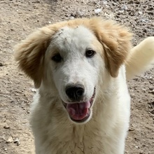 TOBBY, Hund, Mischlingshund in Griechenland - Bild 1