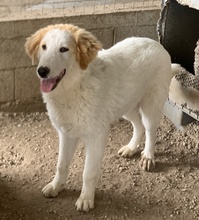 TOBBY, Hund, Mischlingshund in Griechenland - Bild 10