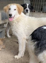 TOBBY, Hund, Mischlingshund in Griechenland - Bild 11