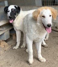 TOBBY, Hund, Mischlingshund in Griechenland - Bild 12