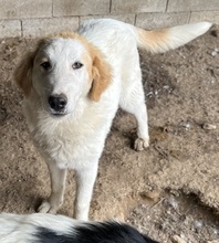 TOBBY, Hund, Mischlingshund in Griechenland - Bild 14