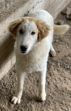 TOBBY, Hund, Mischlingshund in Griechenland - Bild 15