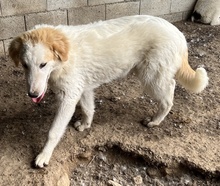 TOBBY, Hund, Mischlingshund in Griechenland - Bild 16