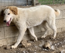 TOBBY, Hund, Mischlingshund in Griechenland - Bild 17
