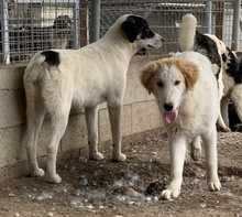 TOBBY, Hund, Mischlingshund in Griechenland - Bild 18