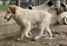 TOBBY, Hund, Mischlingshund in Griechenland - Bild 19