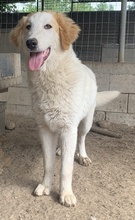 TOBBY, Hund, Mischlingshund in Griechenland - Bild 2