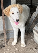 TOBBY, Hund, Mischlingshund in Griechenland - Bild 21