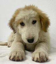 TOBBY, Hund, Mischlingshund in Griechenland - Bild 25