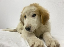 TOBBY, Hund, Mischlingshund in Griechenland - Bild 26