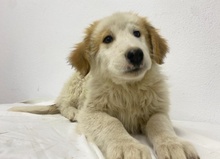 TOBBY, Hund, Mischlingshund in Griechenland - Bild 27
