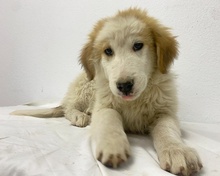 TOBBY, Hund, Mischlingshund in Griechenland - Bild 28