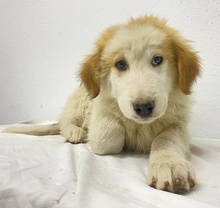 TOBBY, Hund, Mischlingshund in Griechenland - Bild 29