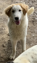 TOBBY, Hund, Mischlingshund in Griechenland - Bild 3