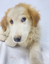 TOBBY, Hund, Mischlingshund in Griechenland - Bild 31