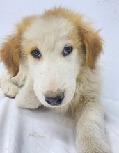 TOBBY, Hund, Mischlingshund in Griechenland - Bild 32
