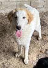 TOBBY, Hund, Mischlingshund in Griechenland - Bild 5