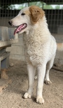 TOBBY, Hund, Mischlingshund in Griechenland - Bild 6