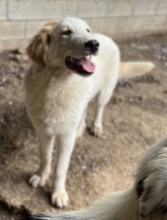 TOBBY, Hund, Mischlingshund in Griechenland - Bild 8