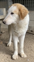 TOBBY, Hund, Mischlingshund in Griechenland - Bild 9