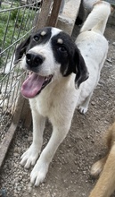 WINDY, Hund, Mischlingshund in Griechenland - Bild 5