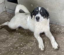 WINDY, Hund, Mischlingshund in Griechenland - Bild 7