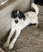 WINDY, Hund, Mischlingshund in Griechenland - Bild 9