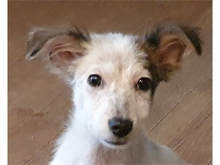 PICCOLA, Hund, Mischlingshund in Geiselwind