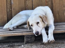 NICK, Hund, Mischlingshund in Italien - Bild 35