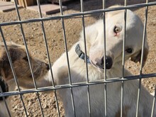 NICK, Hund, Mischlingshund in Italien - Bild 36