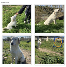 NICK, Hund, Mischlingshund in Italien - Bild 7