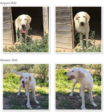 NICK, Hund, Mischlingshund in Italien - Bild 9