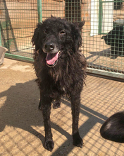 TRIXI, Hund, Mischlingshund in Kroatien - Bild 4