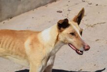 GIOVANNI, Hund, Mischlingshund in Spanien - Bild 1
