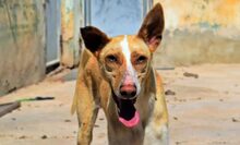 GIOVANNI, Hund, Mischlingshund in Spanien - Bild 2