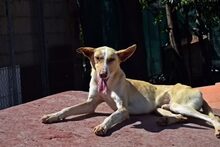 GIOVANNI, Hund, Mischlingshund in Spanien - Bild 3