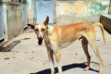 GIOVANNI, Hund, Mischlingshund in Spanien - Bild 4