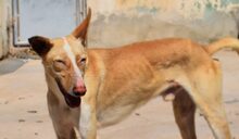 GIOVANNI, Hund, Mischlingshund in Spanien - Bild 5