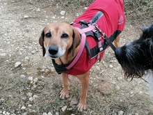 PENNY, Hund, Mischlingshund in Holzmaden - Bild 15