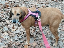 PENNY, Hund, Mischlingshund in Holzmaden - Bild 18