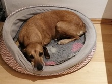 PENNY, Hund, Mischlingshund in Holzmaden - Bild 22