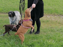 PENNY, Hund, Mischlingshund in Holzmaden - Bild 3