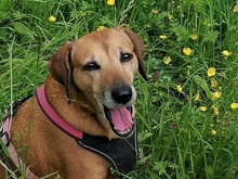 PENNY, Hund, Mischlingshund in Holzmaden - Bild 9