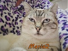 MARIA2, Katze, Hauskatze in Spanien
