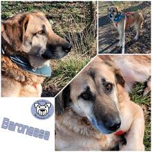 BARONEASA, Hund, Mischlingshund in Ribnitz-Damgarten - Bild 2