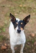 YOSEMA, Hund, Bodeguero Andaluz in Spanien - Bild 1