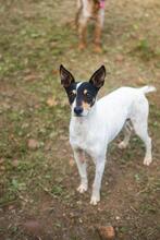 YOSEMA, Hund, Bodeguero Andaluz in Spanien - Bild 2