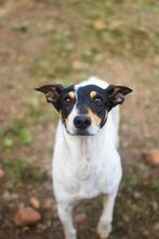 YOSEMA, Hund, Bodeguero Andaluz in Spanien - Bild 4