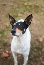 YOSEMA, Hund, Bodeguero Andaluz in Spanien - Bild 6